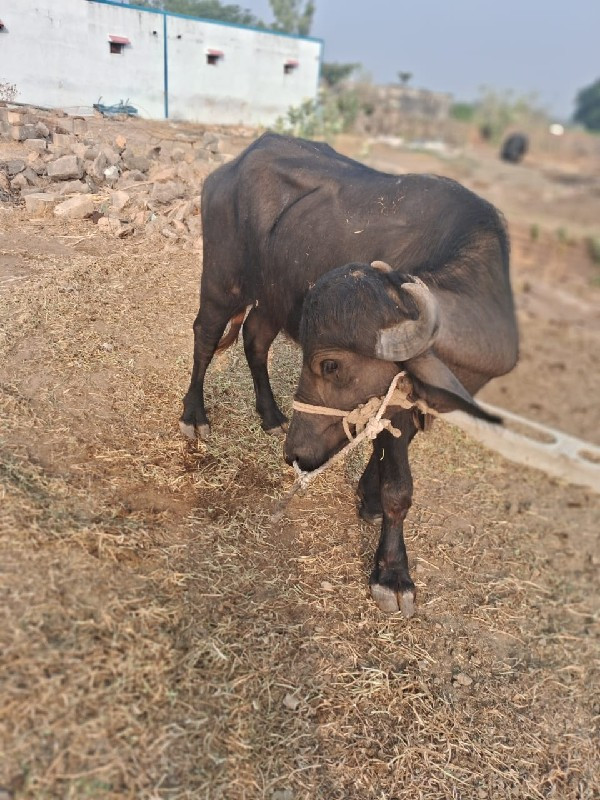 ખડેલું વેચવાનું...