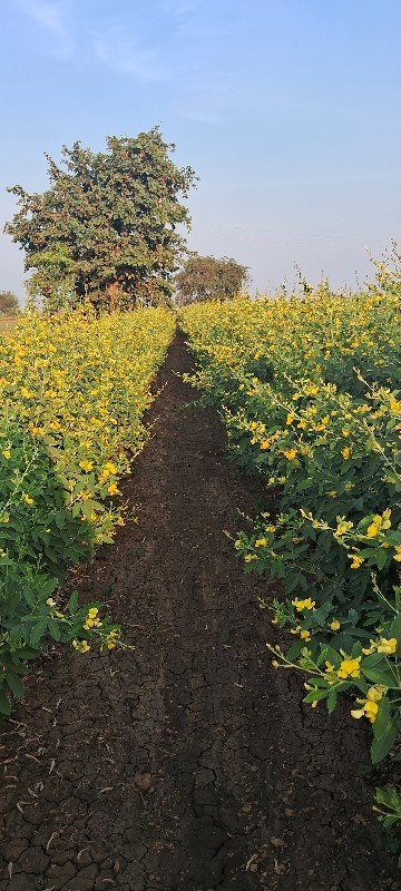 સુલતાનપુર  જમીન...