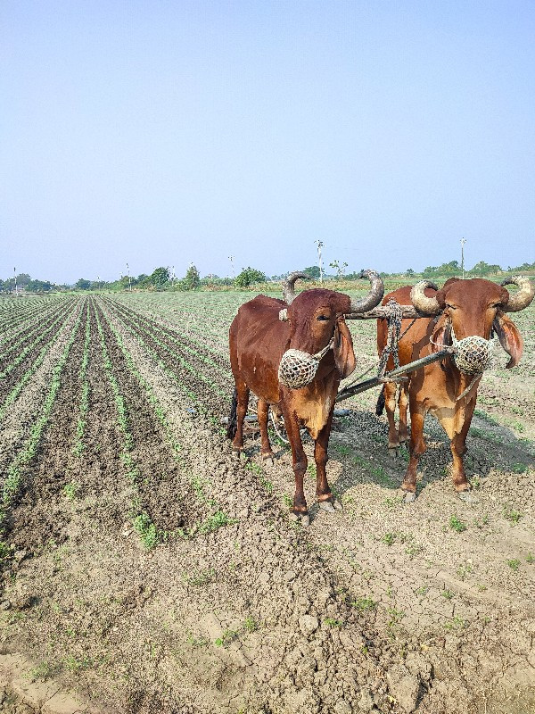 વિજાણંદ ભાઇ વાઢ...