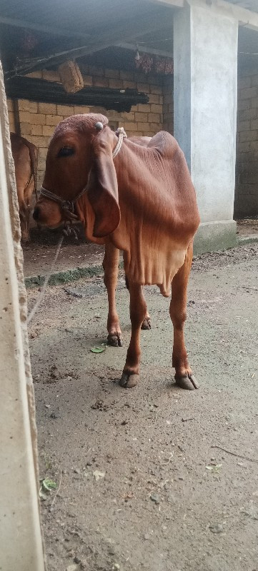 વાછડી દેવાની છે