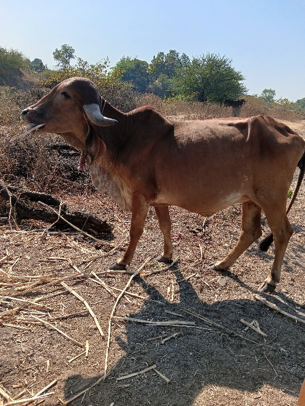 વેચવાની છે