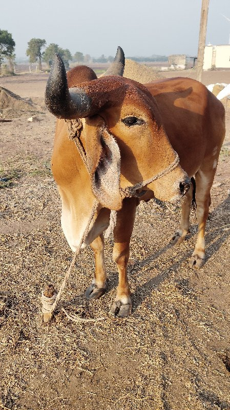 ગાય