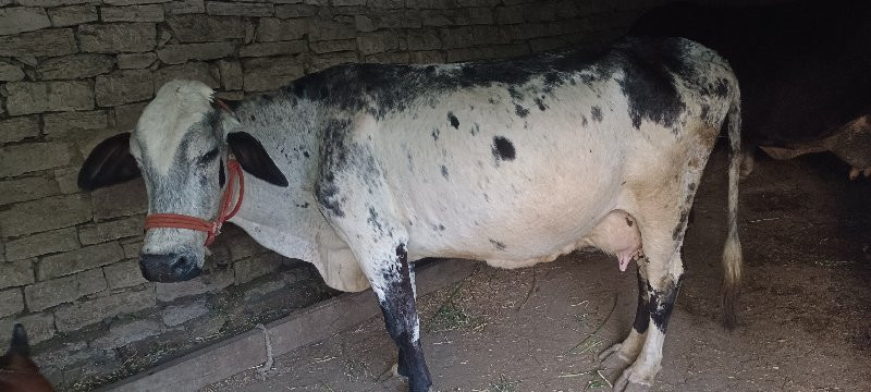 ગાય વેચવાની છે