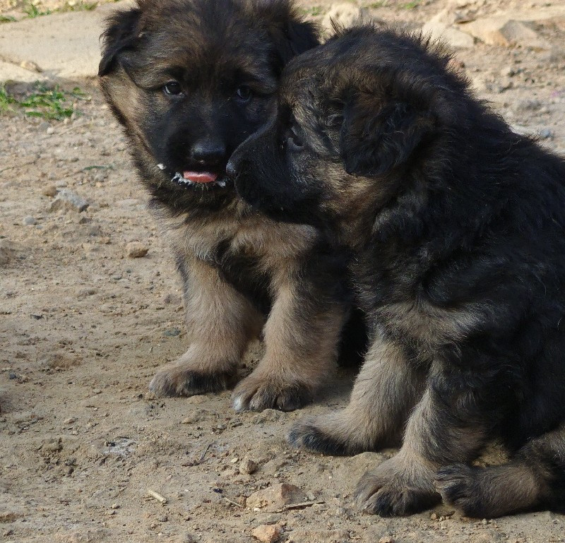 German Shepherd