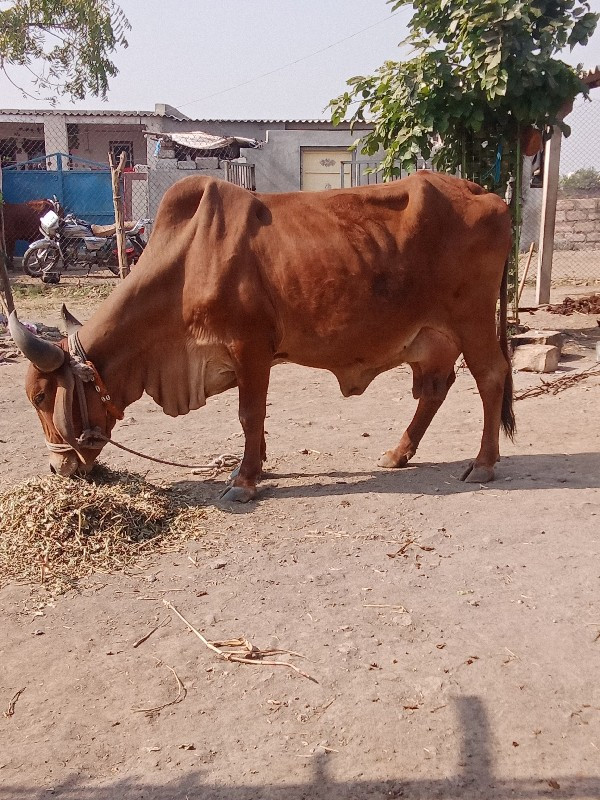 ગાય વેચવાની છે...