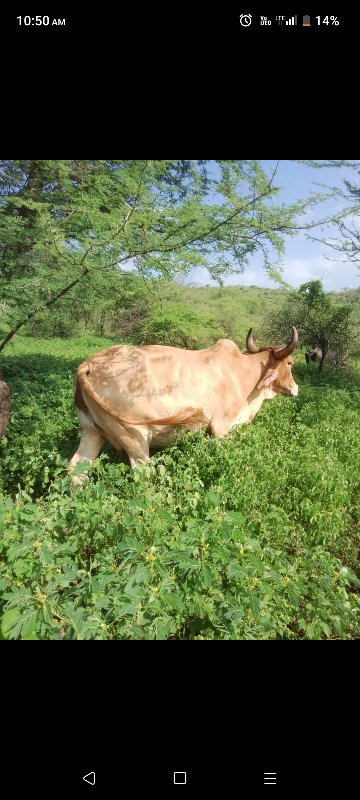 ગાય વેચવાની છે...