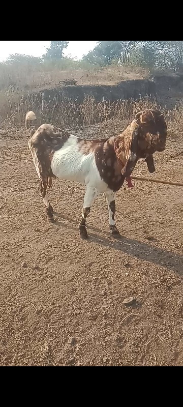 રાજસ્થાની બકરી...