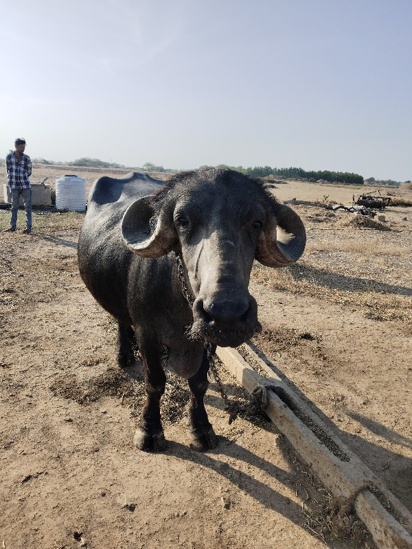 પેલું વેતર