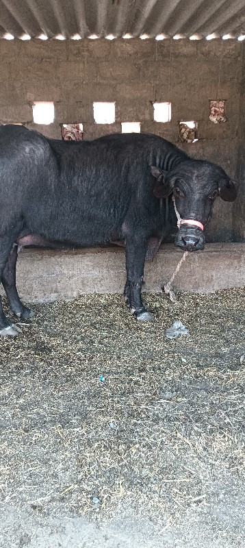 જાફરબાદી