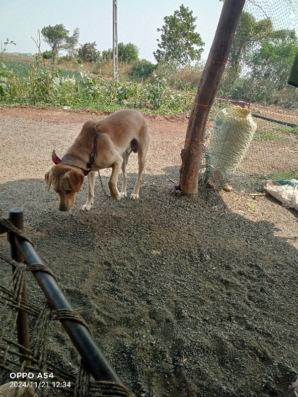 લેબ મેલ સે