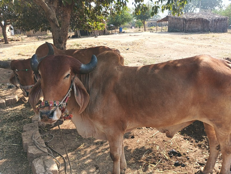 ગોઢલો વેચવાનો છ...