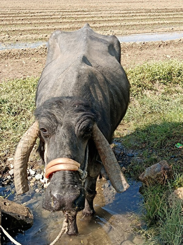 ભેંશ વેચવાની છે