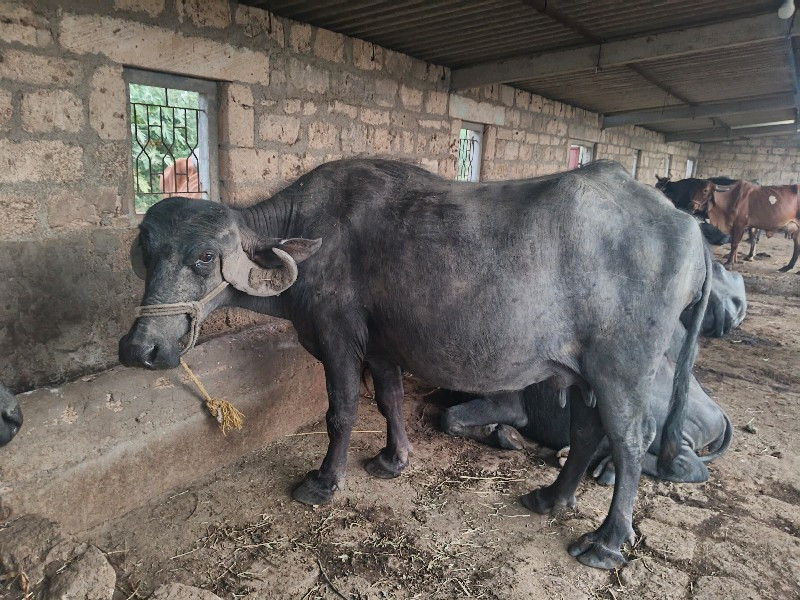 ભેંસ વેચવાની છે