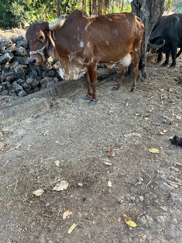 ગીર ગાય વેચવાની...