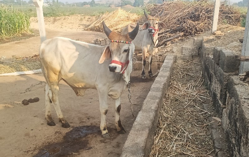 ગોઢલા