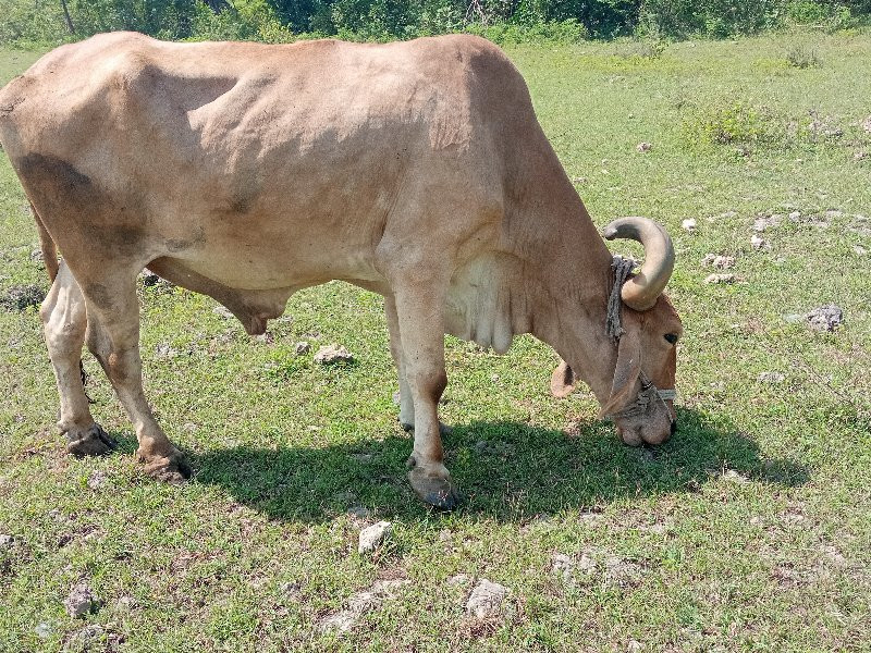 બળદ વેચવાનો છે