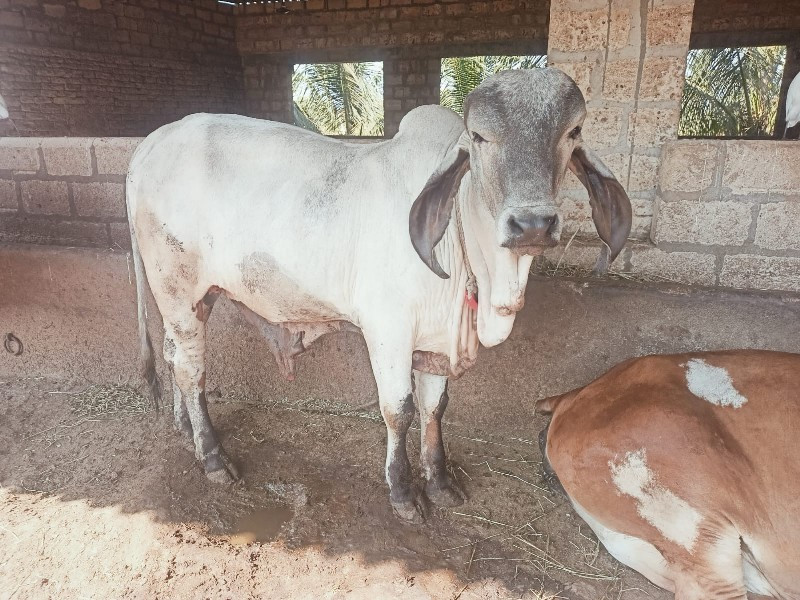 ધણખુટ દેવાનો છે