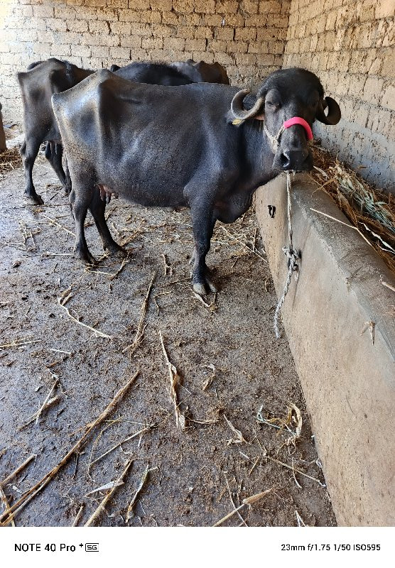 વેચવાની છે ચાર...