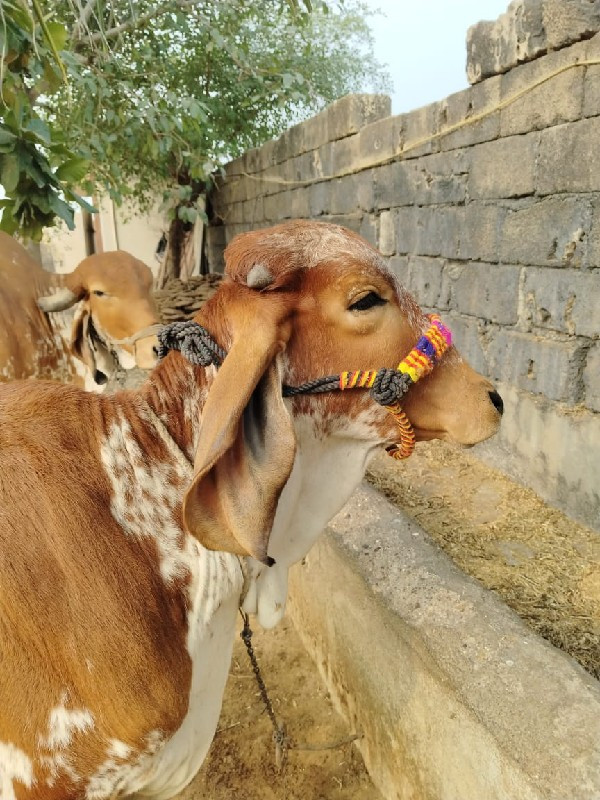 વાછરડી વેચવાની...