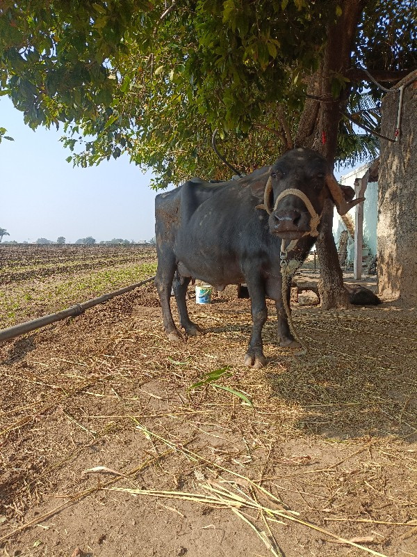 ભેંસ વેચવાની છે