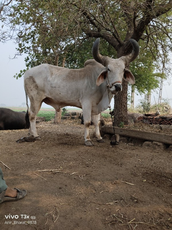 બળદ વેચવા ના છે