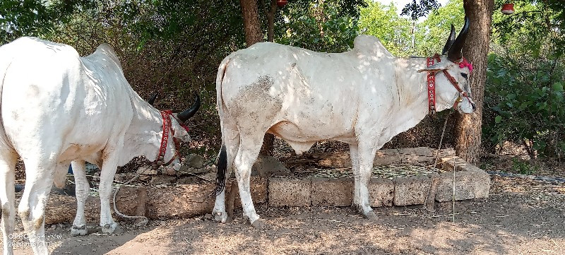 એક એક વાવણીના ગ...