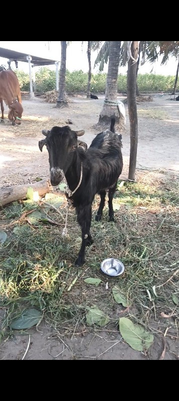 બકરી છે ધોવા દે...