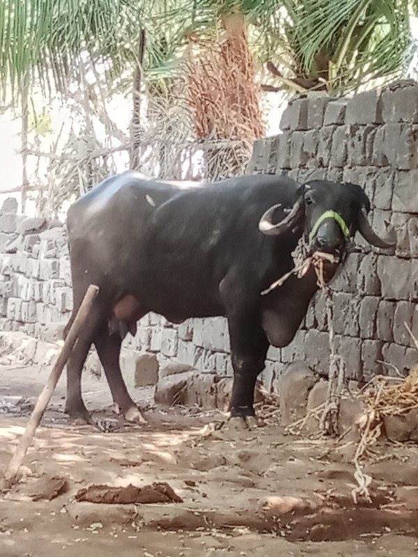 વેચવાની છે