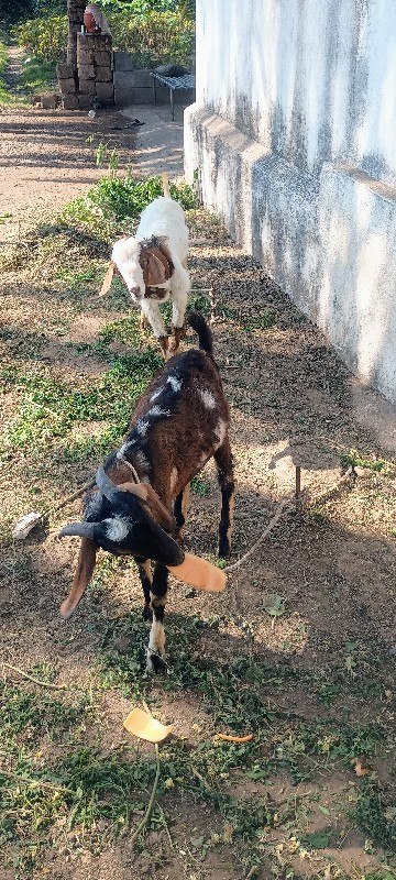 2 bakra vechva...