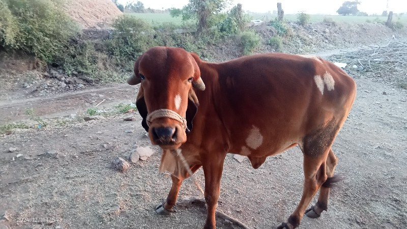 લાલ કલરની ગીર વ...