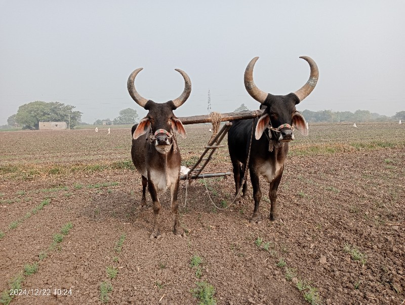 ગોઢલા વેચવાનાછે