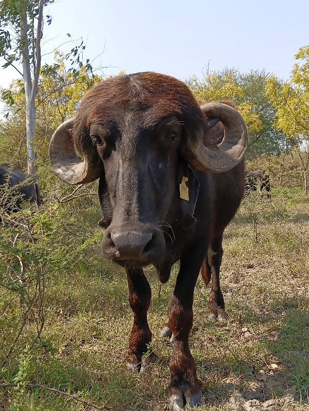 ખળેલુ