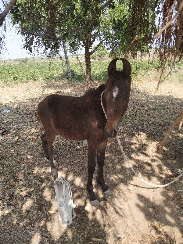 વછેરો દેવાનો છે...