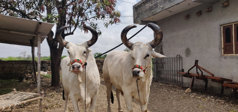 બળદ ૩ ધરના