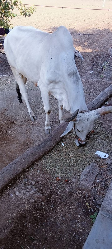 બળદ વેસ્વાના છે