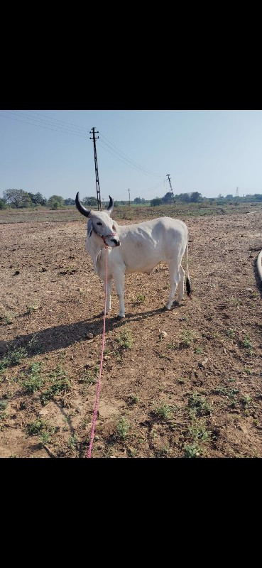 બલદ વેચવાનો છે