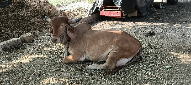 સોન કપીલા ગાય વ...