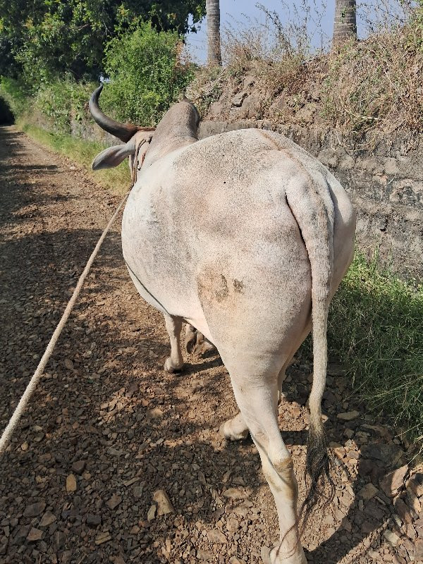 બળદ વેચવાના છે