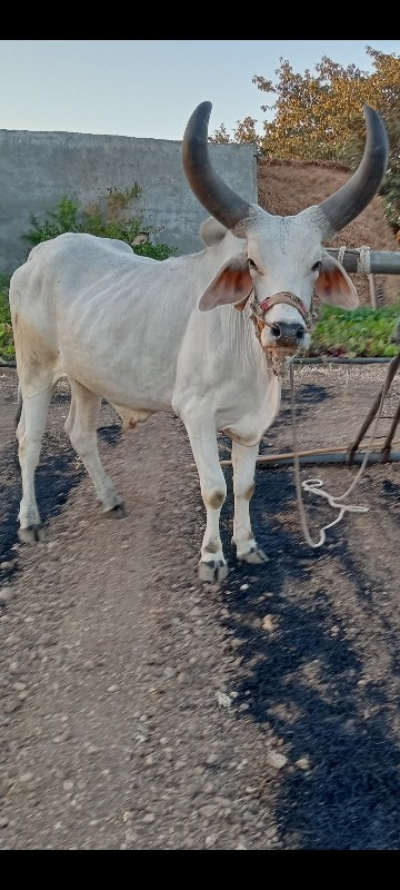 બળદ વેચવાનો છે