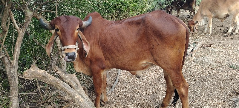 ગોઢલા