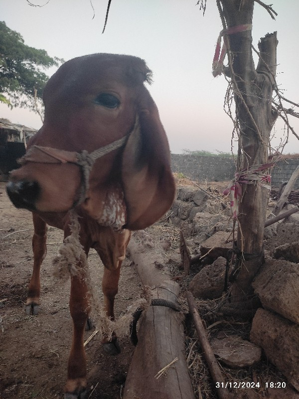 ઓરિજનલ ગીર વાસડ...