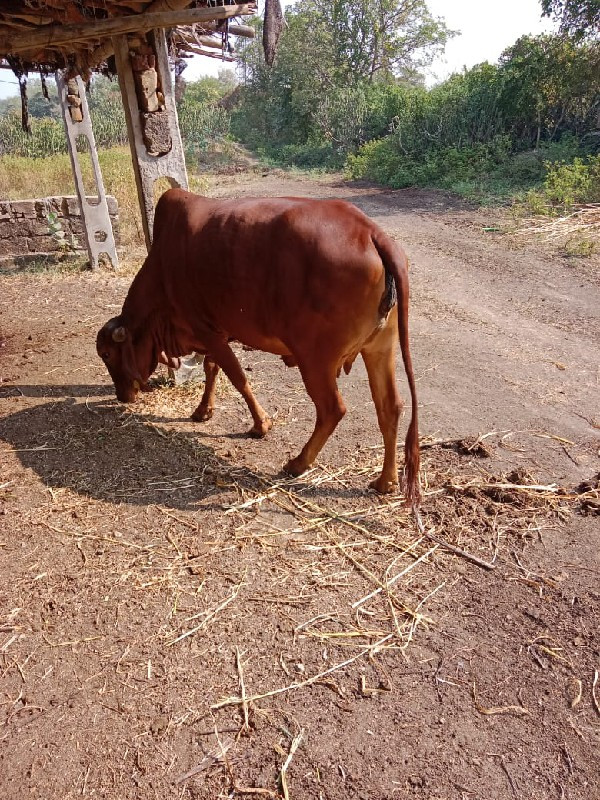 3 વરસ