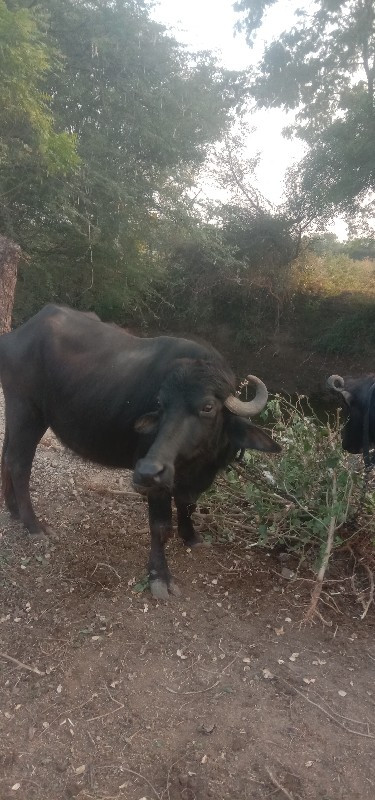 ખળેલી વેચવાની છ...