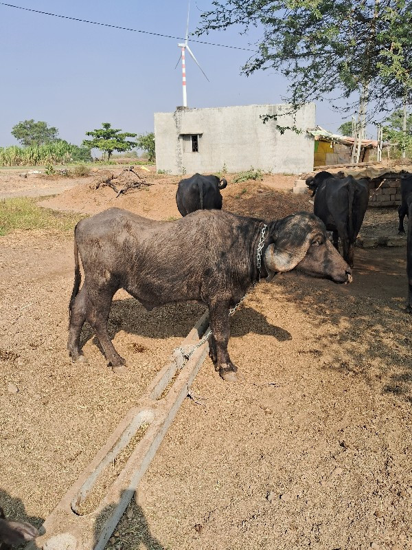 પાડો વેચવાનો છે