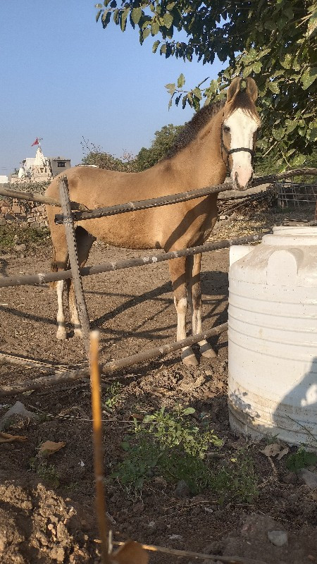 વછેરો