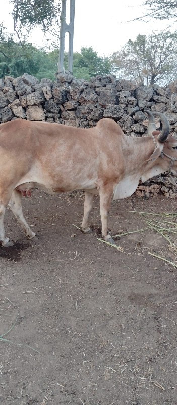 ગાયુ વેશવાની છે