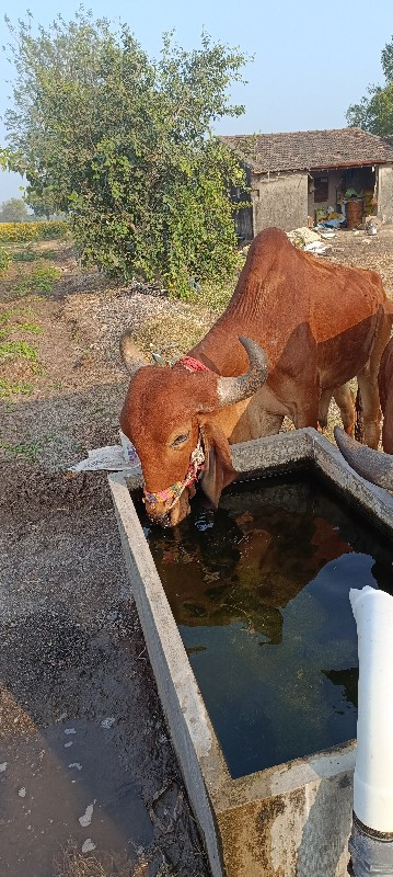 ૧ વાવણી વાવી