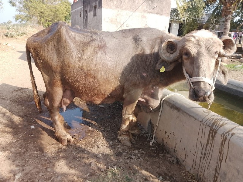 ભેંસ વેચવાની છે...