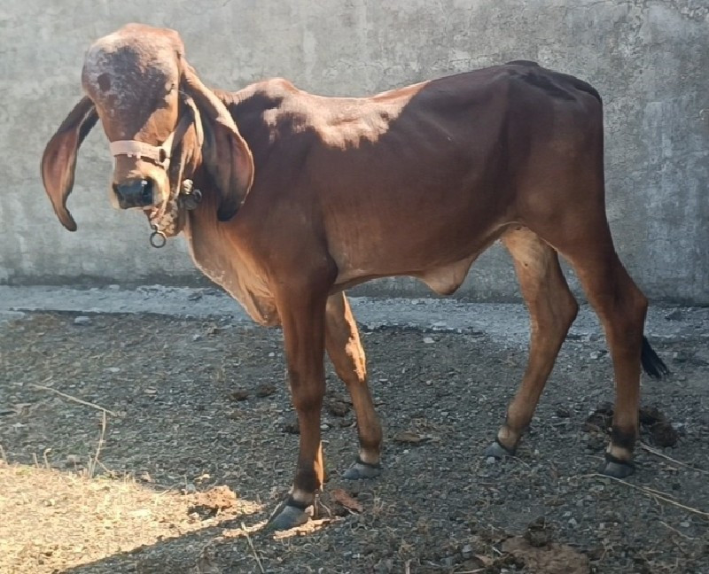 3 વાછરડી વેચવાન...