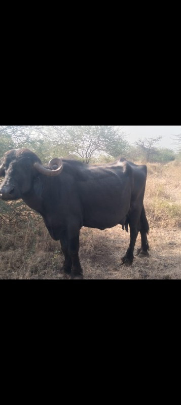 વેચવાની છે કલીય...